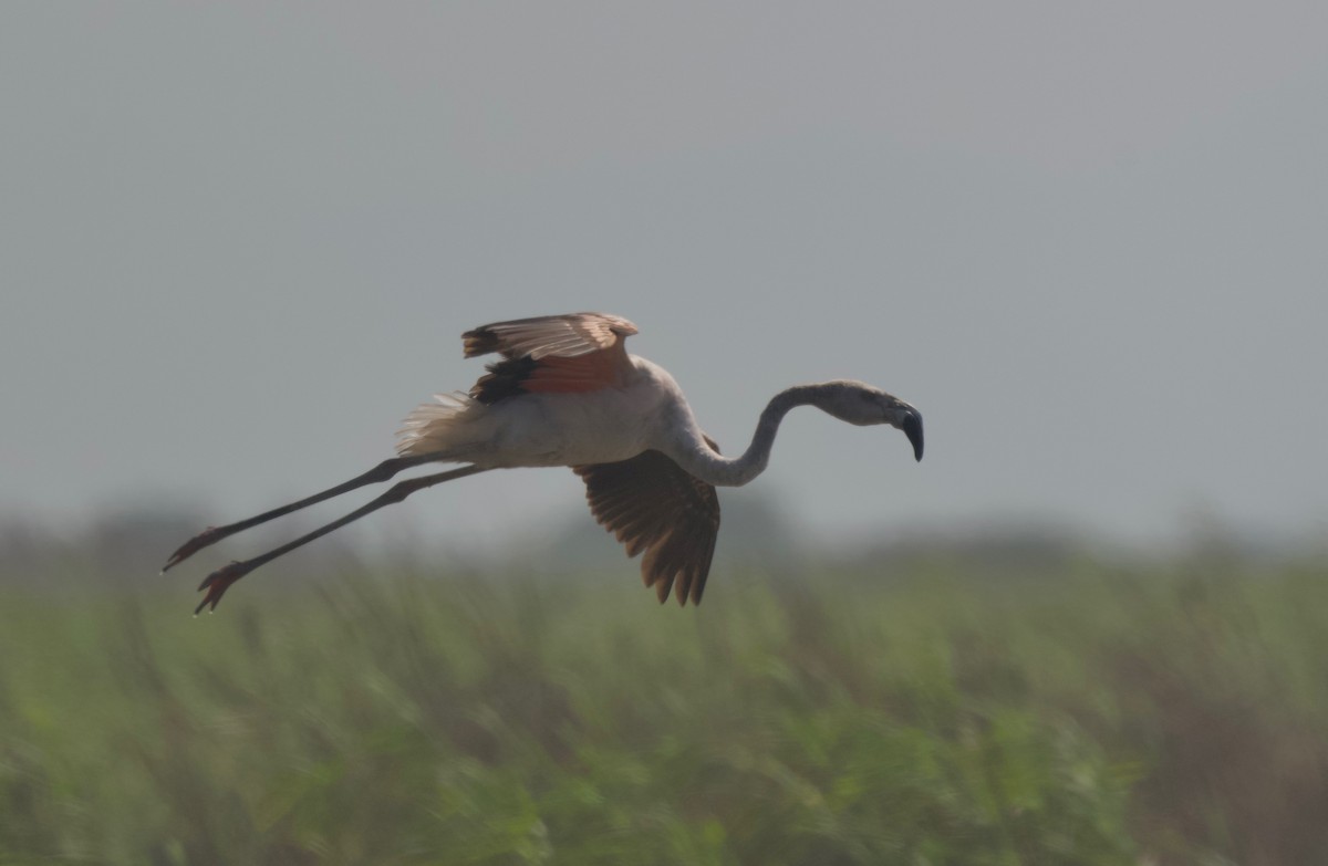 Chilean Flamingo - ML618006809