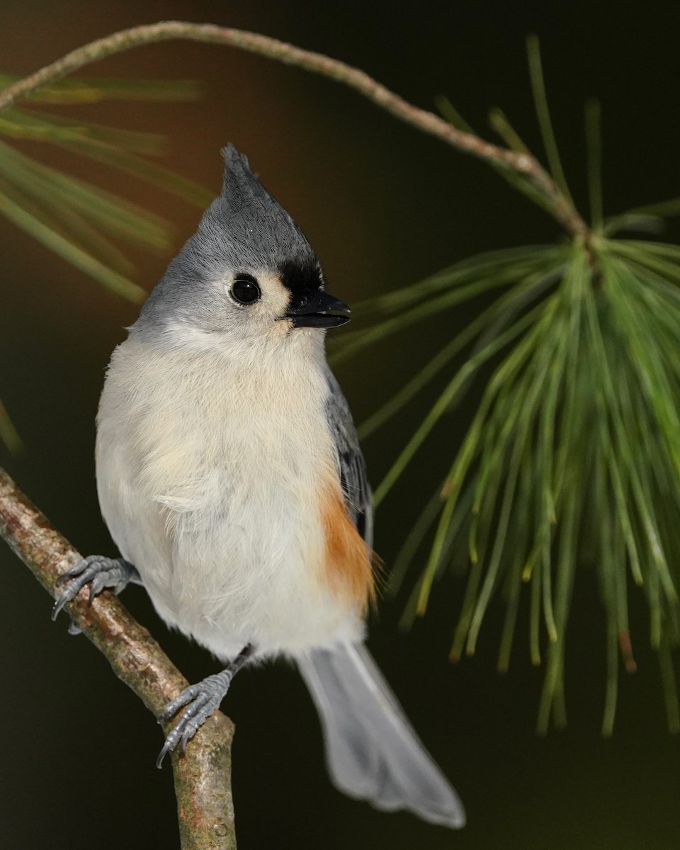 Tufted Titmouse - ML618006810