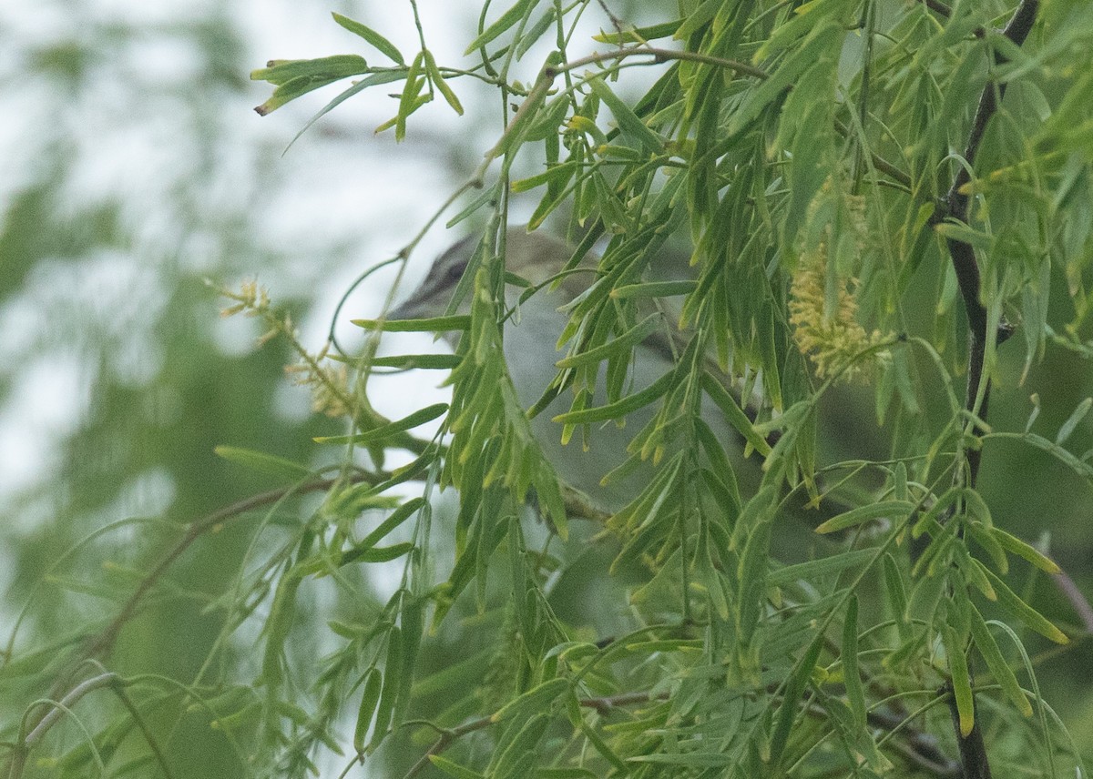 Red-eyed Vireo - ML618006812