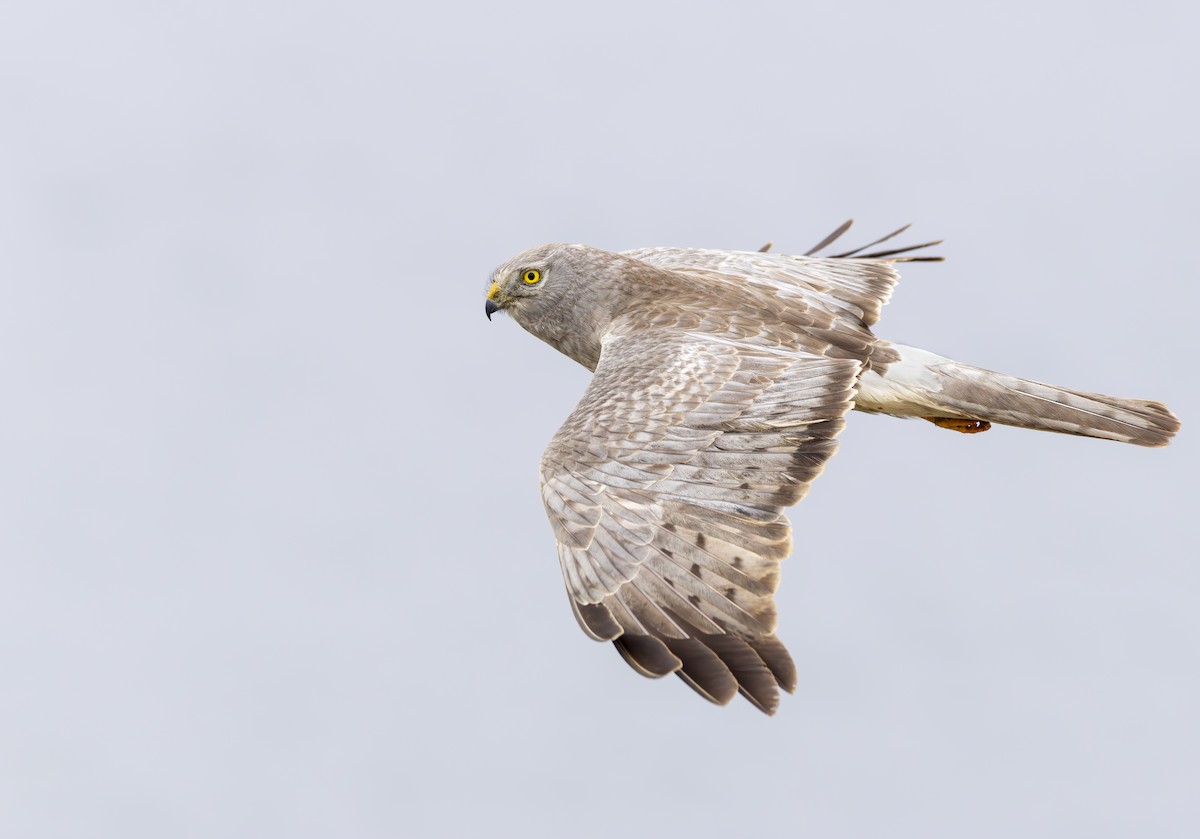 Northern Harrier - ML618006814