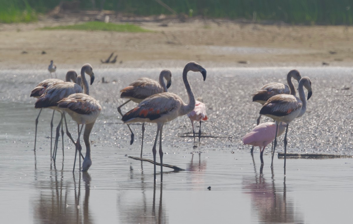 Chilean Flamingo - ML618006815