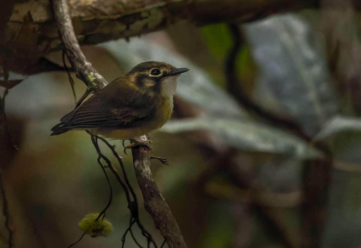 White-throated Spadebill - ML618006830