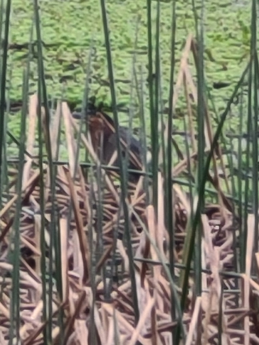 Green Heron - ML618006834