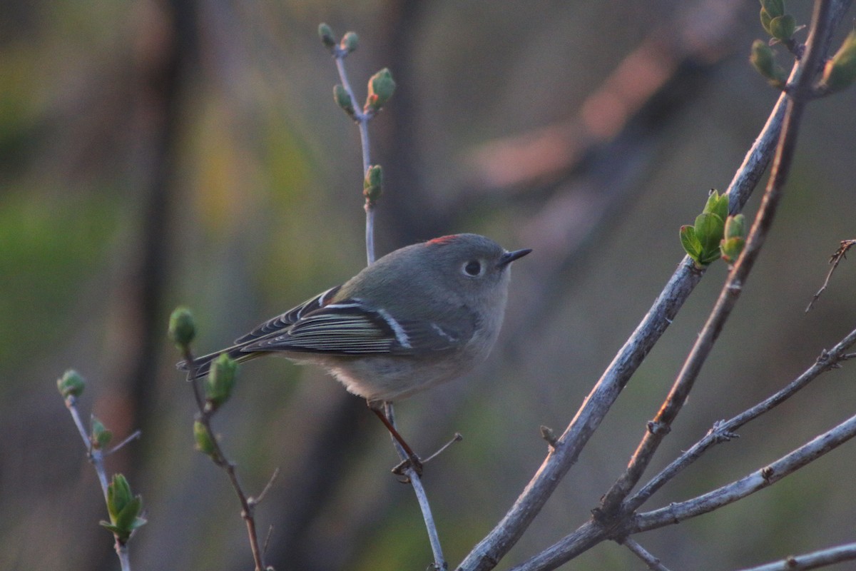 Ruby-crowned Kinglet - Cory Ruchlin