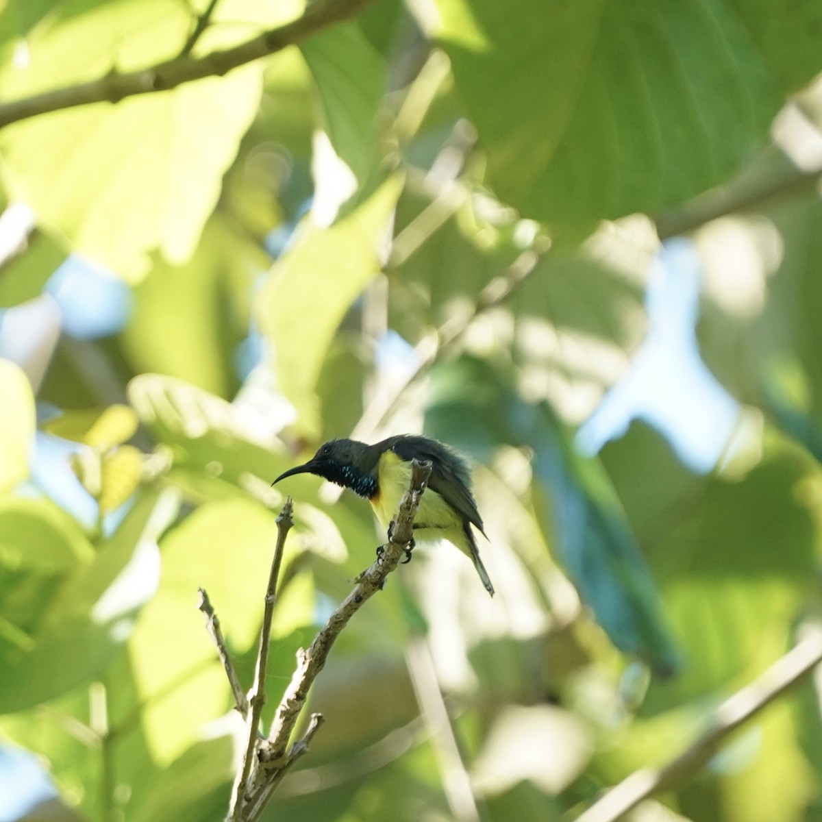 Apricot-breasted Sunbird - ML618006863