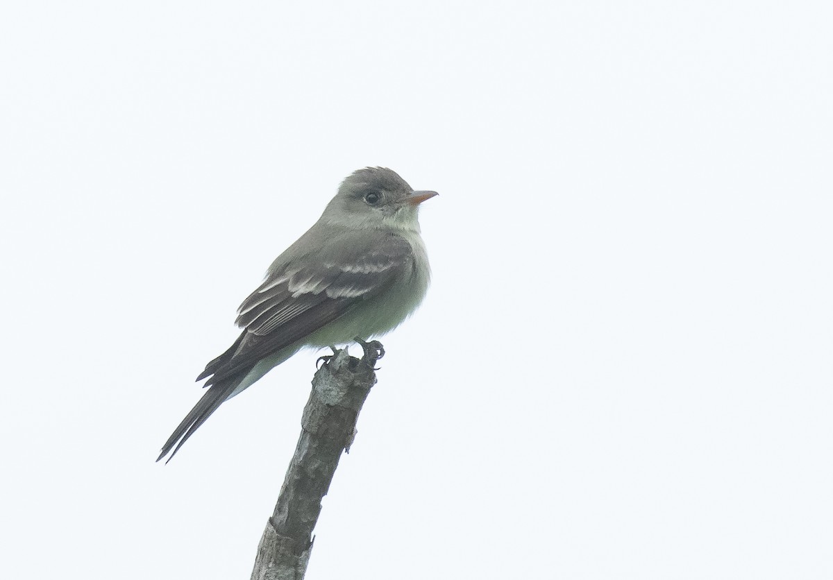 Eastern Wood-Pewee - Liam Huber