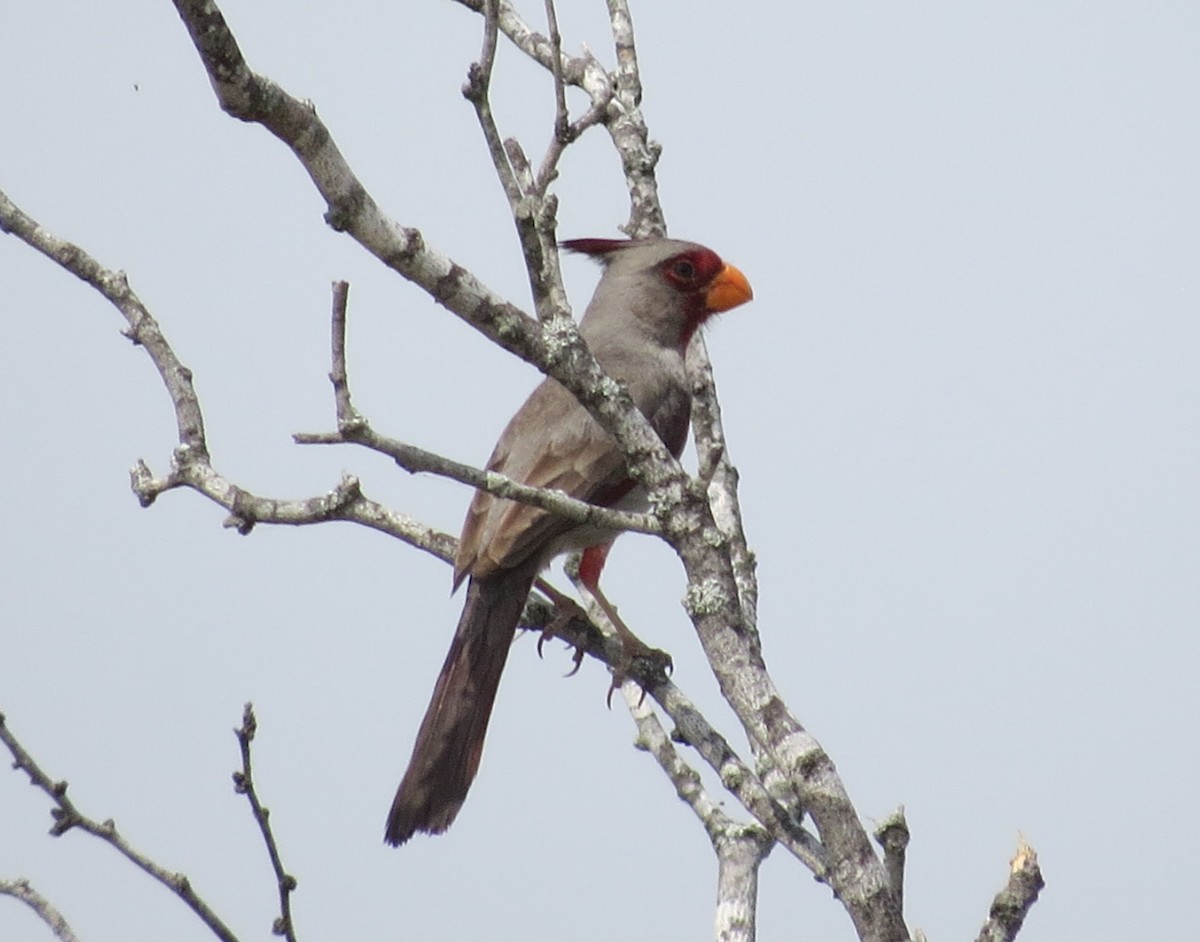 Pyrrhuloxia - ML618006885