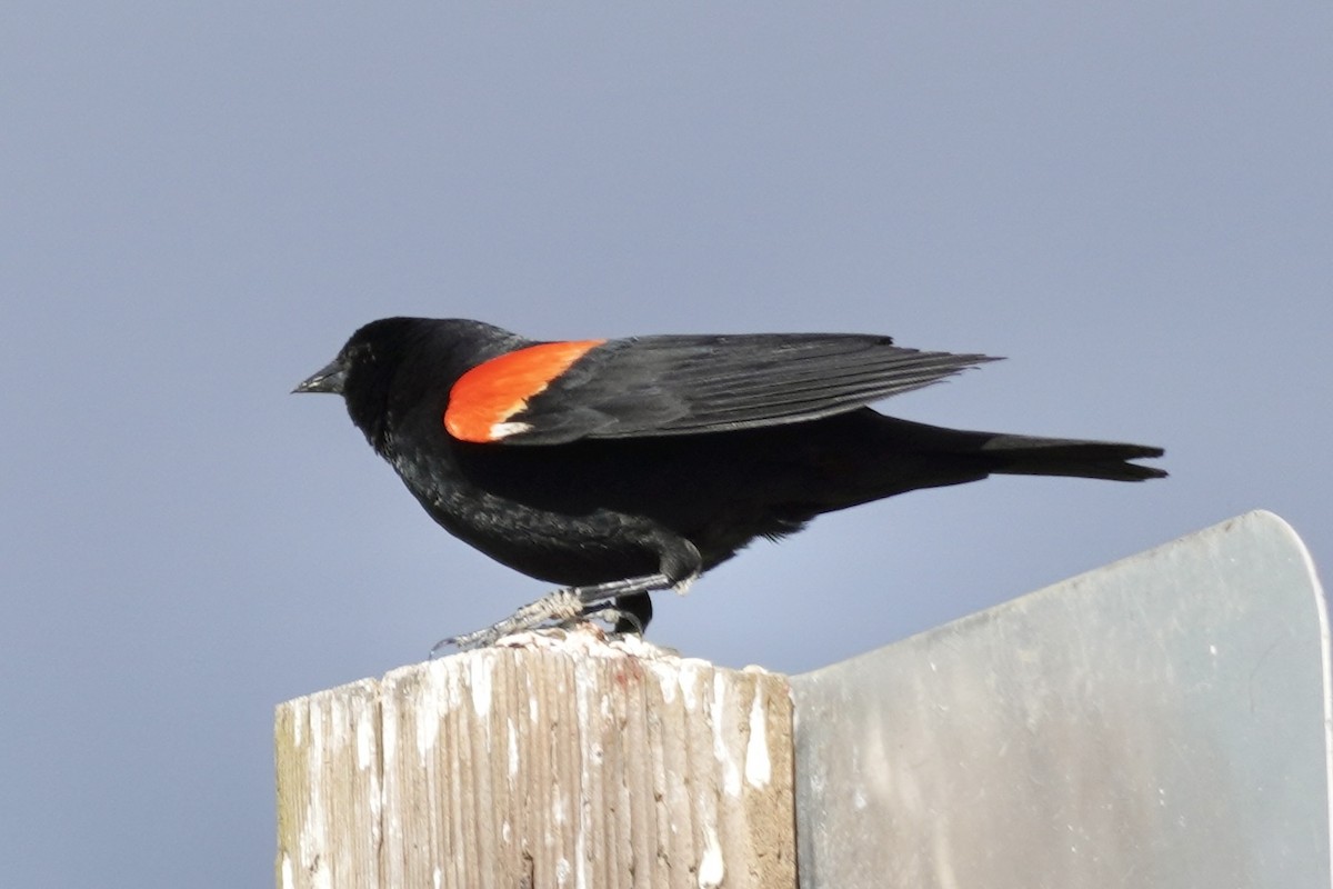 Red-winged Blackbird (California Bicolored) - Ann Potenzone