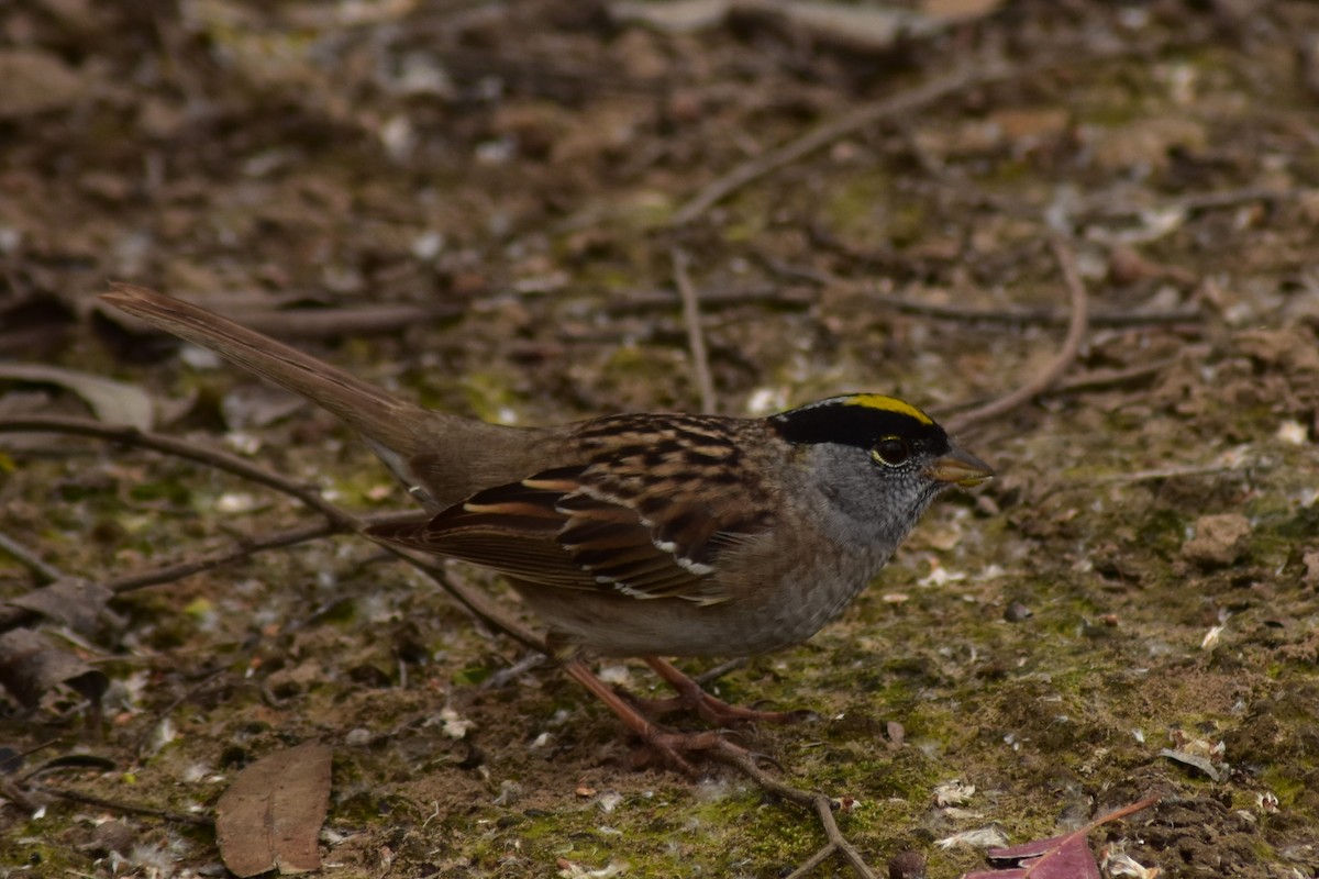 Golden-crowned Sparrow - Sara Curtis