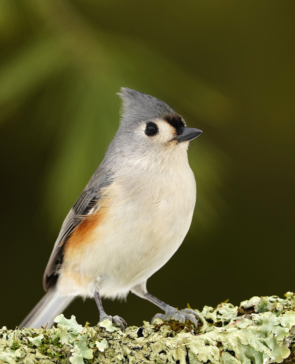 Tufted Titmouse - ML618006957