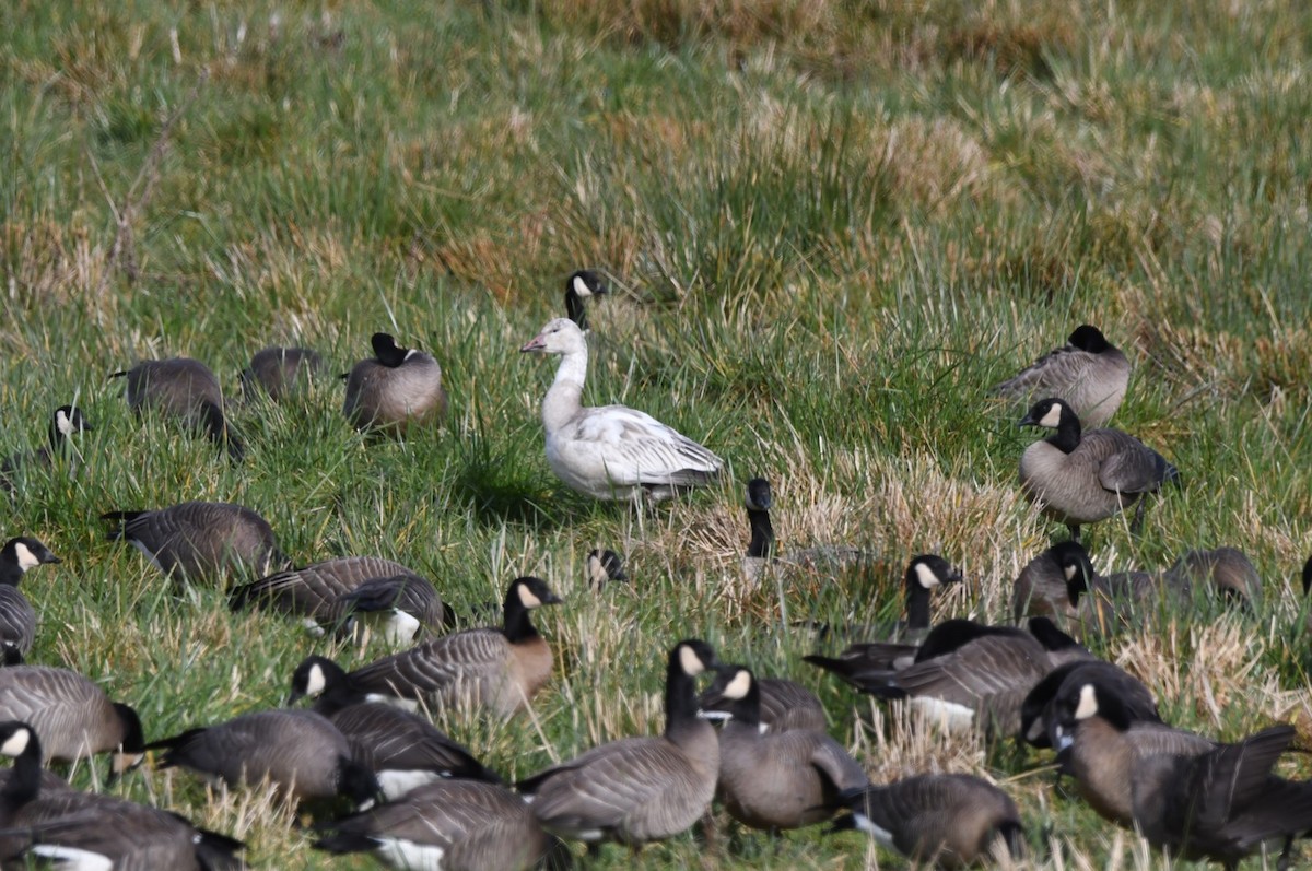 Snow Goose - ML618006982