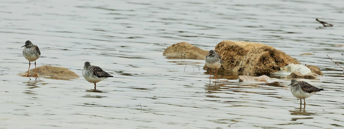 Lesser Yellowlegs - ML618007011