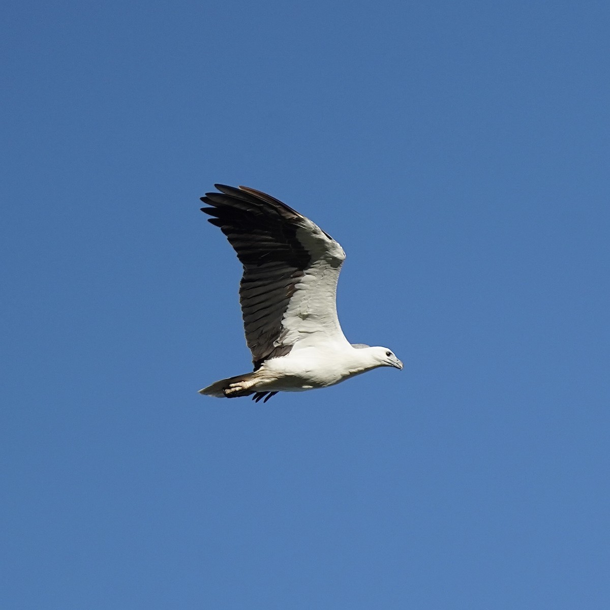 White-bellied Sea-Eagle - Simon Thornhill