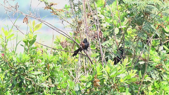 Lesser Coucal - ML618007024