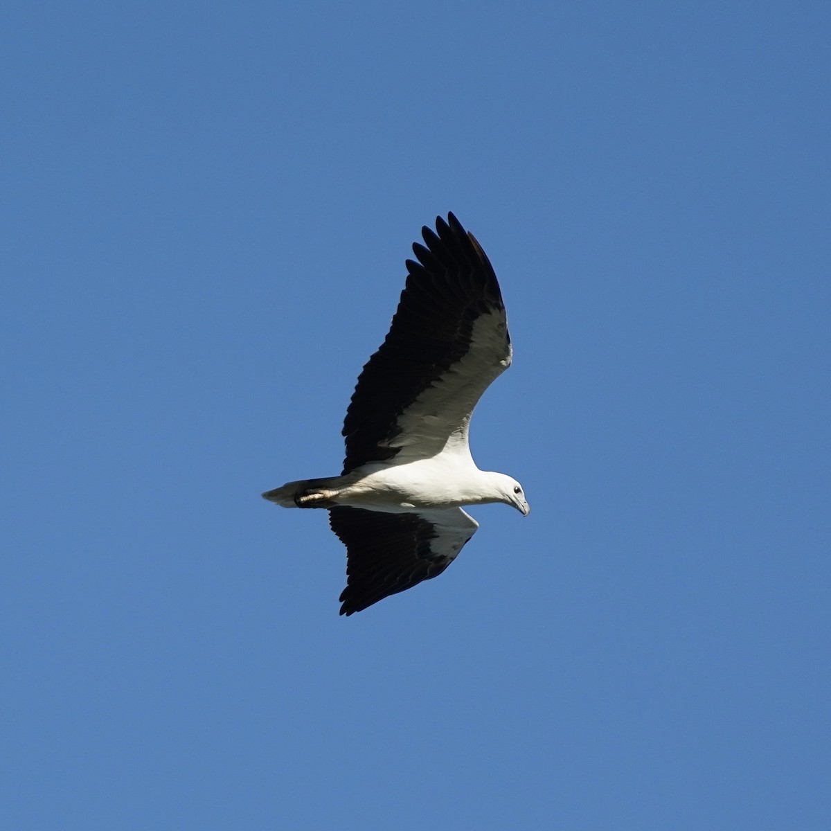 White-bellied Sea-Eagle - Simon Thornhill
