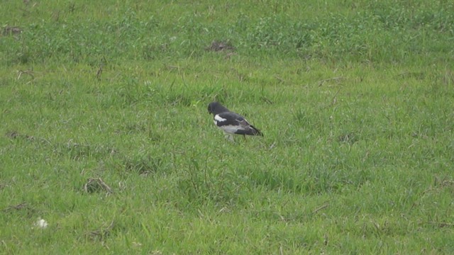 Pied Harrier - ML618007032