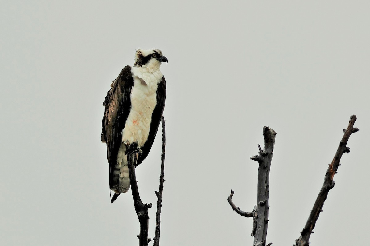 Águila Pescadora - ML618007046