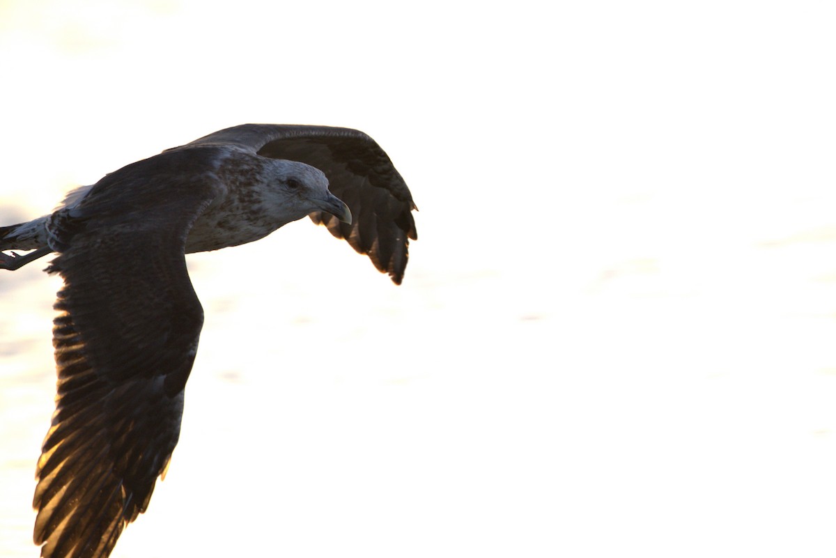 Gaviota Cocinera - ML618007054