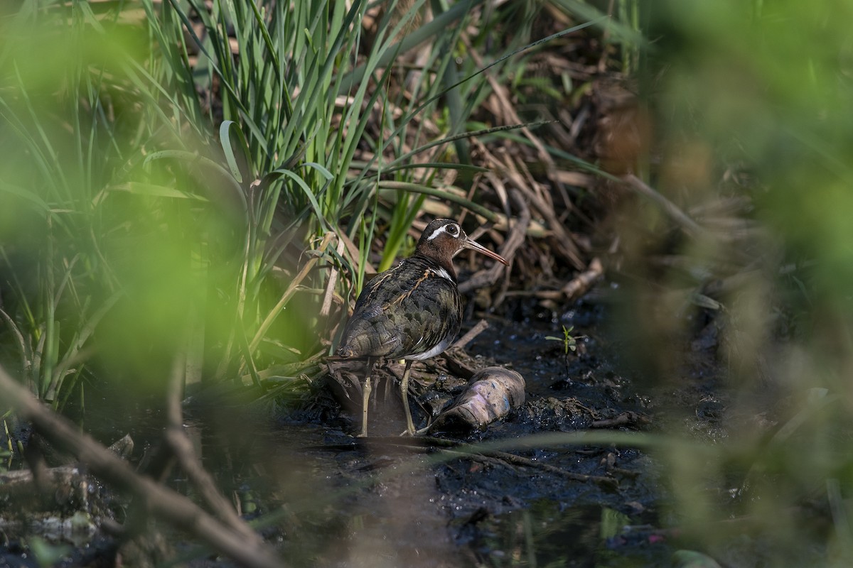 Greater Painted-Snipe - ML618007063