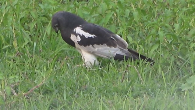 Pied Harrier - ML618007079