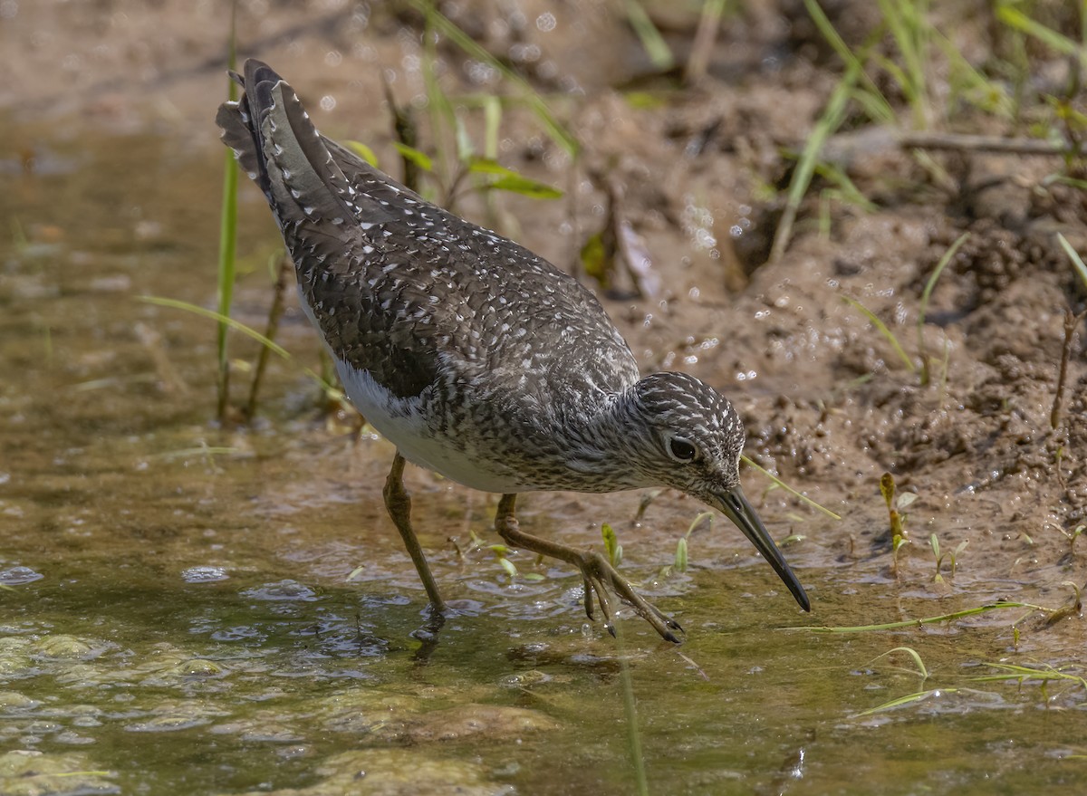 Solitary Sandpiper - Iris Kilpatrick