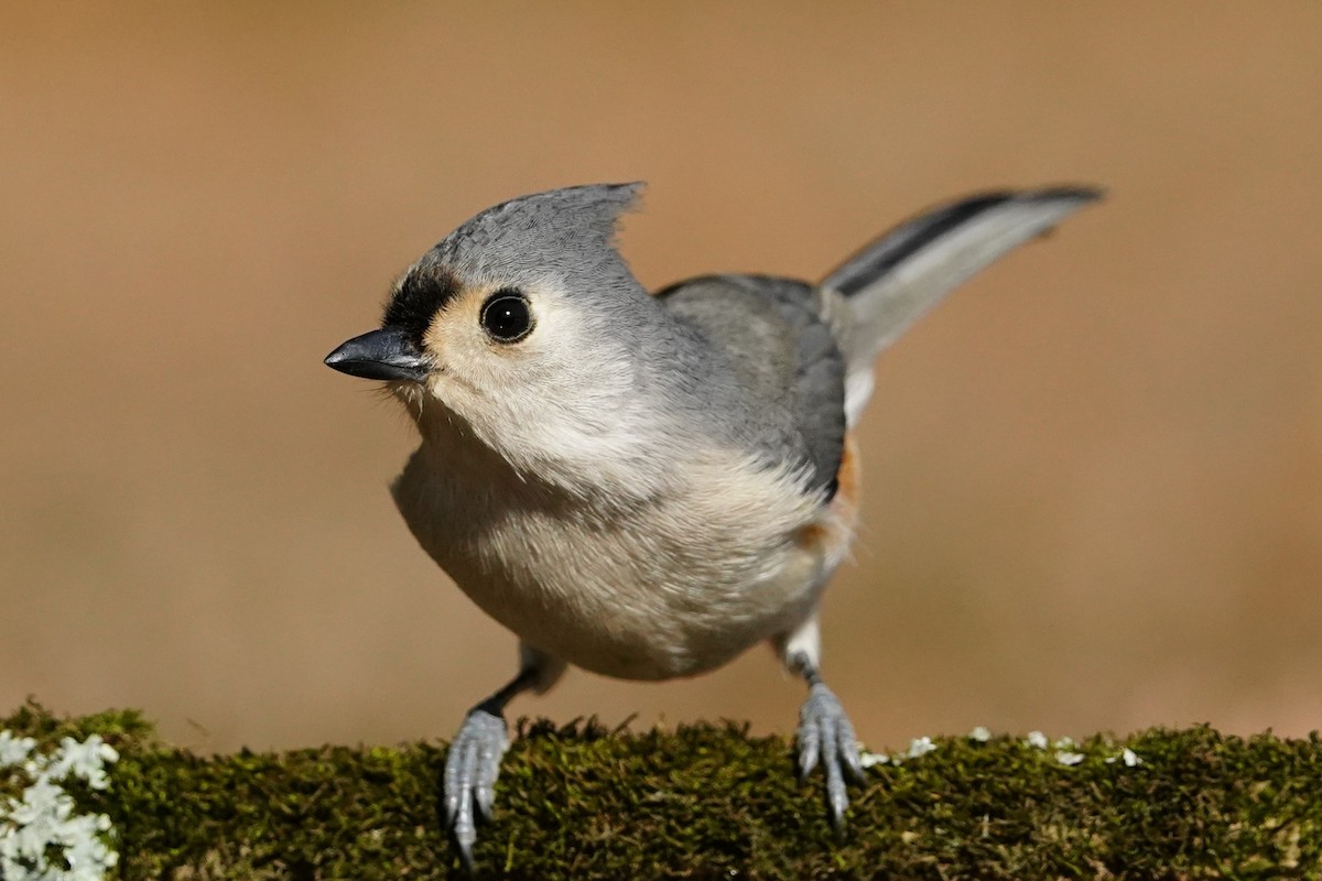 Tufted Titmouse - ML618007144