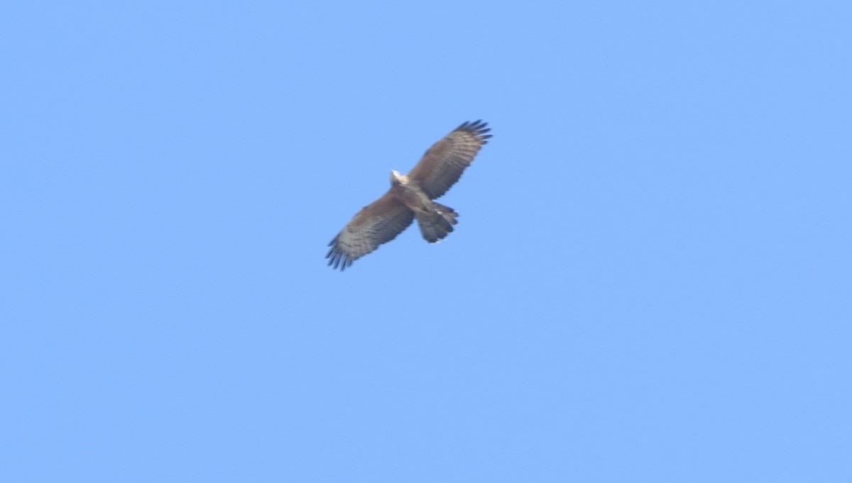 Oriental Honey-buzzard - ML618007145