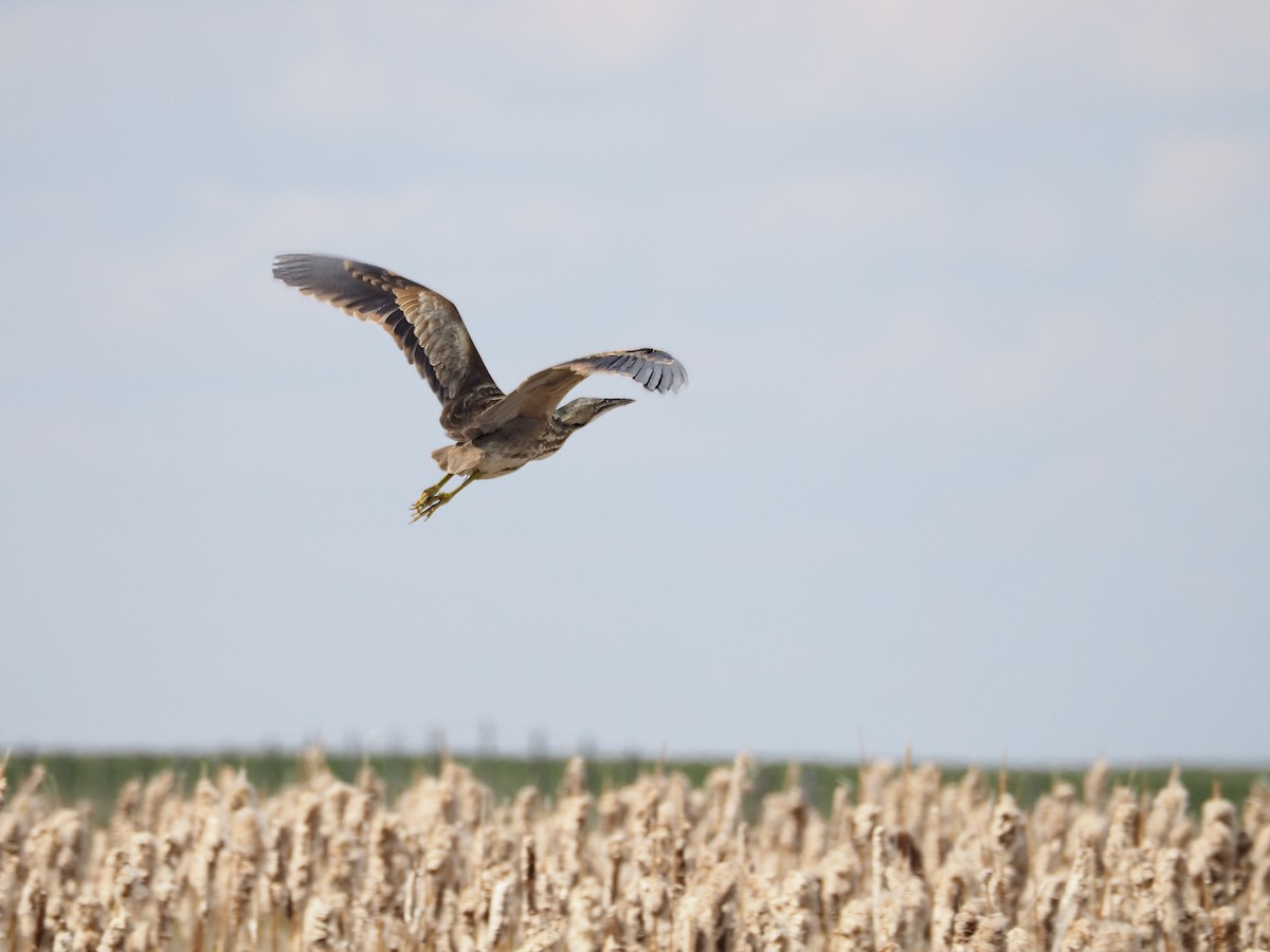 American Bittern - ML618007178