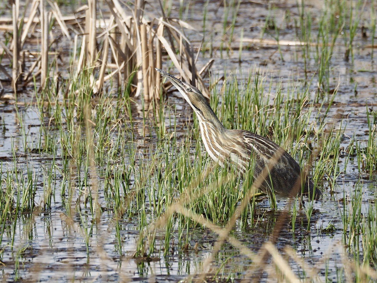 American Bittern - ML618007179