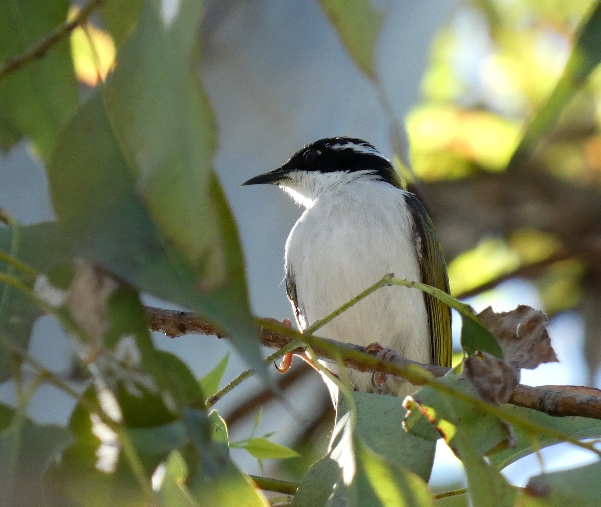 White-throated Honeyeater - ML618007209