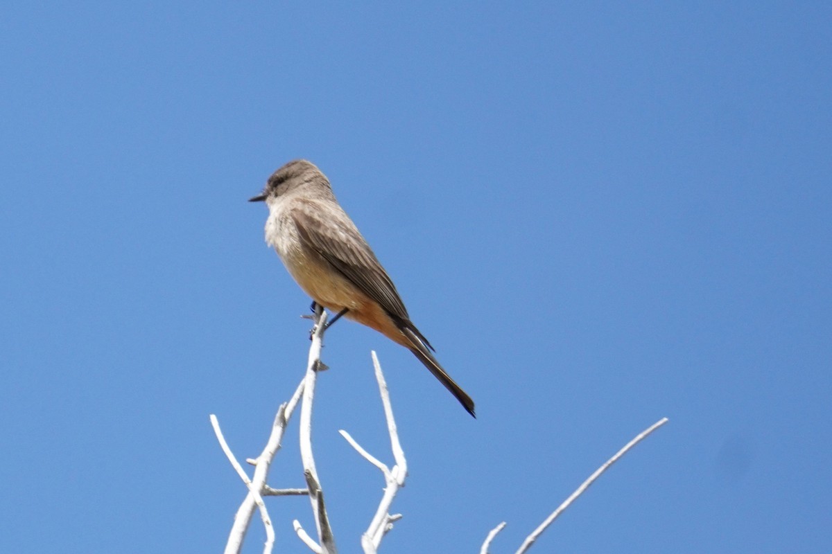 Say's Phoebe - ML618007240