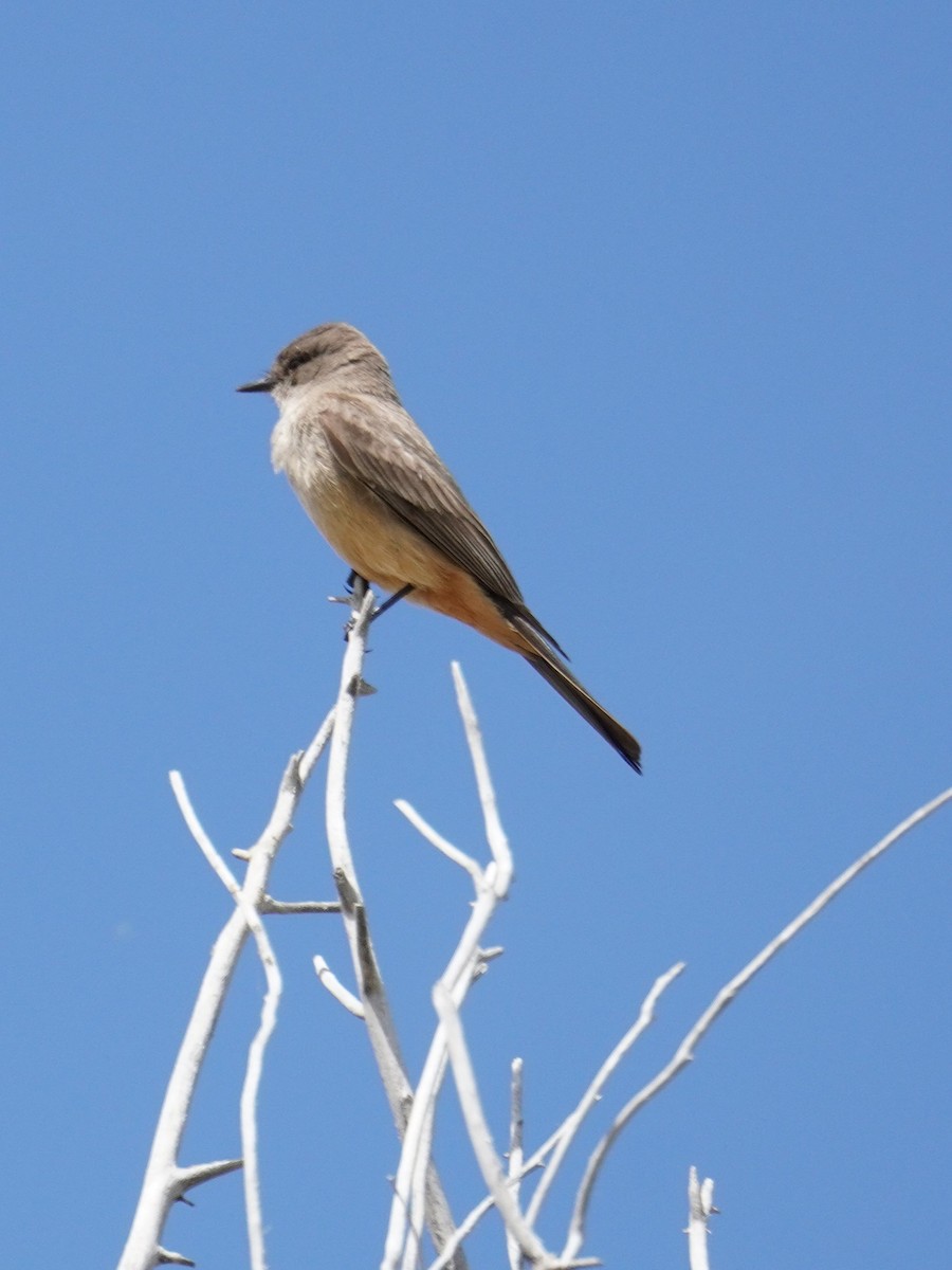 Say's Phoebe - ML618007241