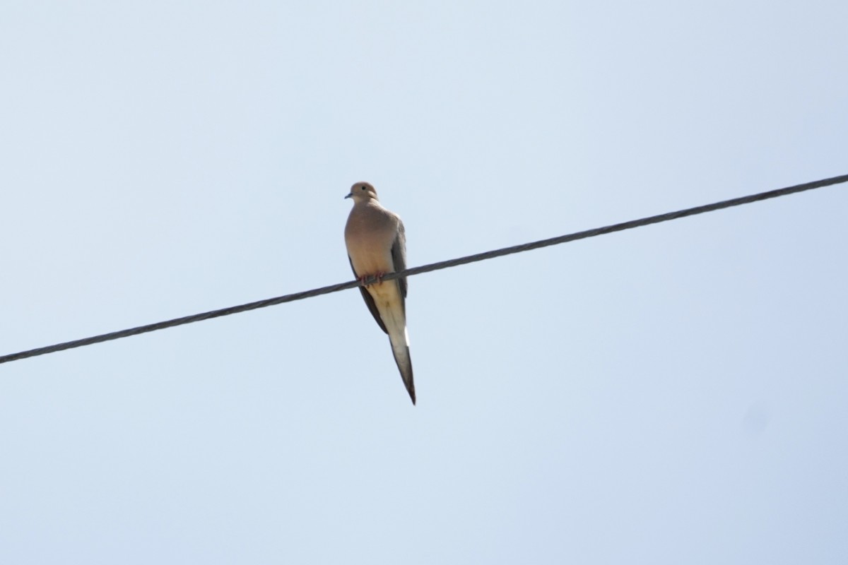 Mourning Dove - ML618007252