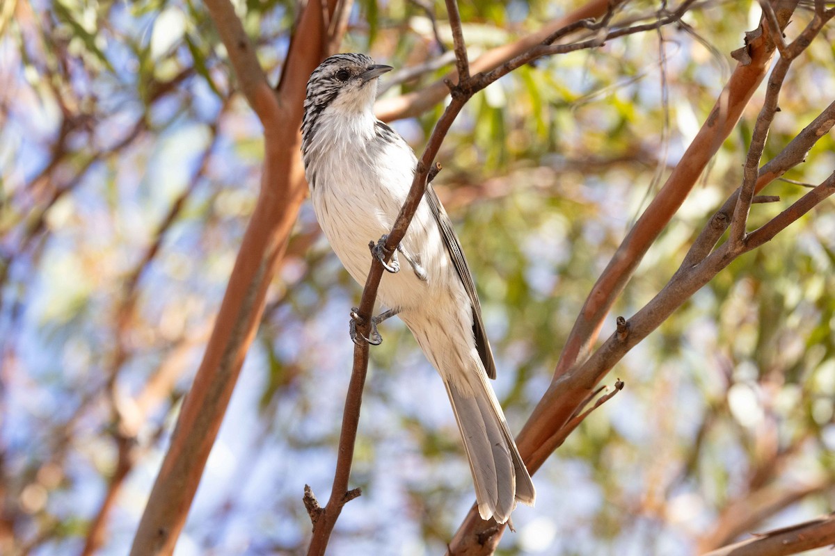 Striped Honeyeater - Eric VanderWerf