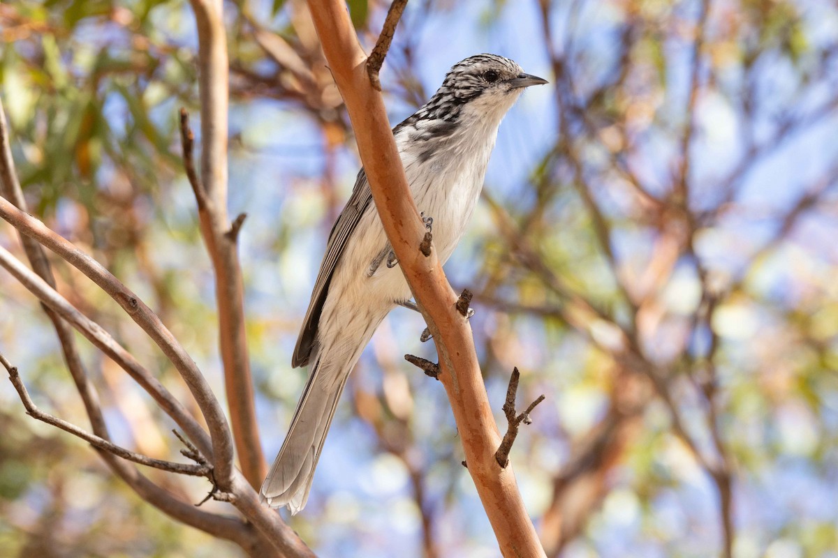 Striped Honeyeater - Eric VanderWerf