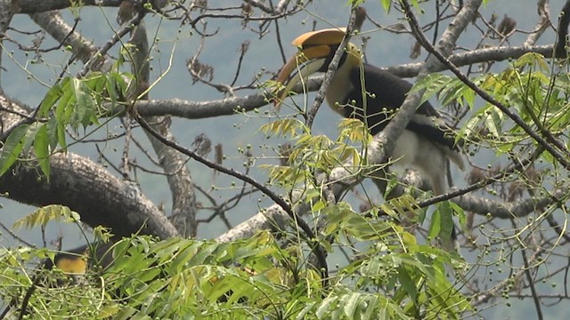 Great Hornbill - ML618007273