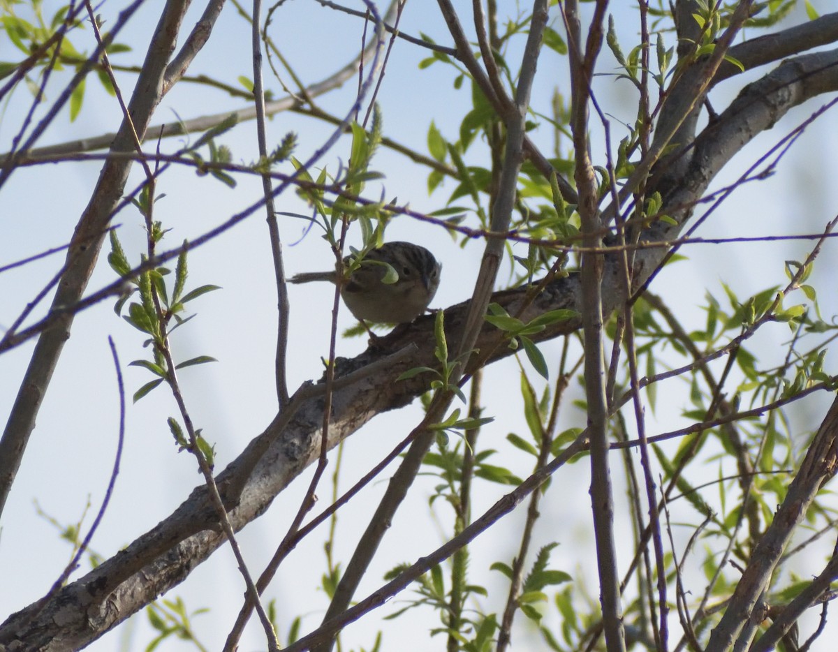 Brewer's Sparrow - Robert Tonge