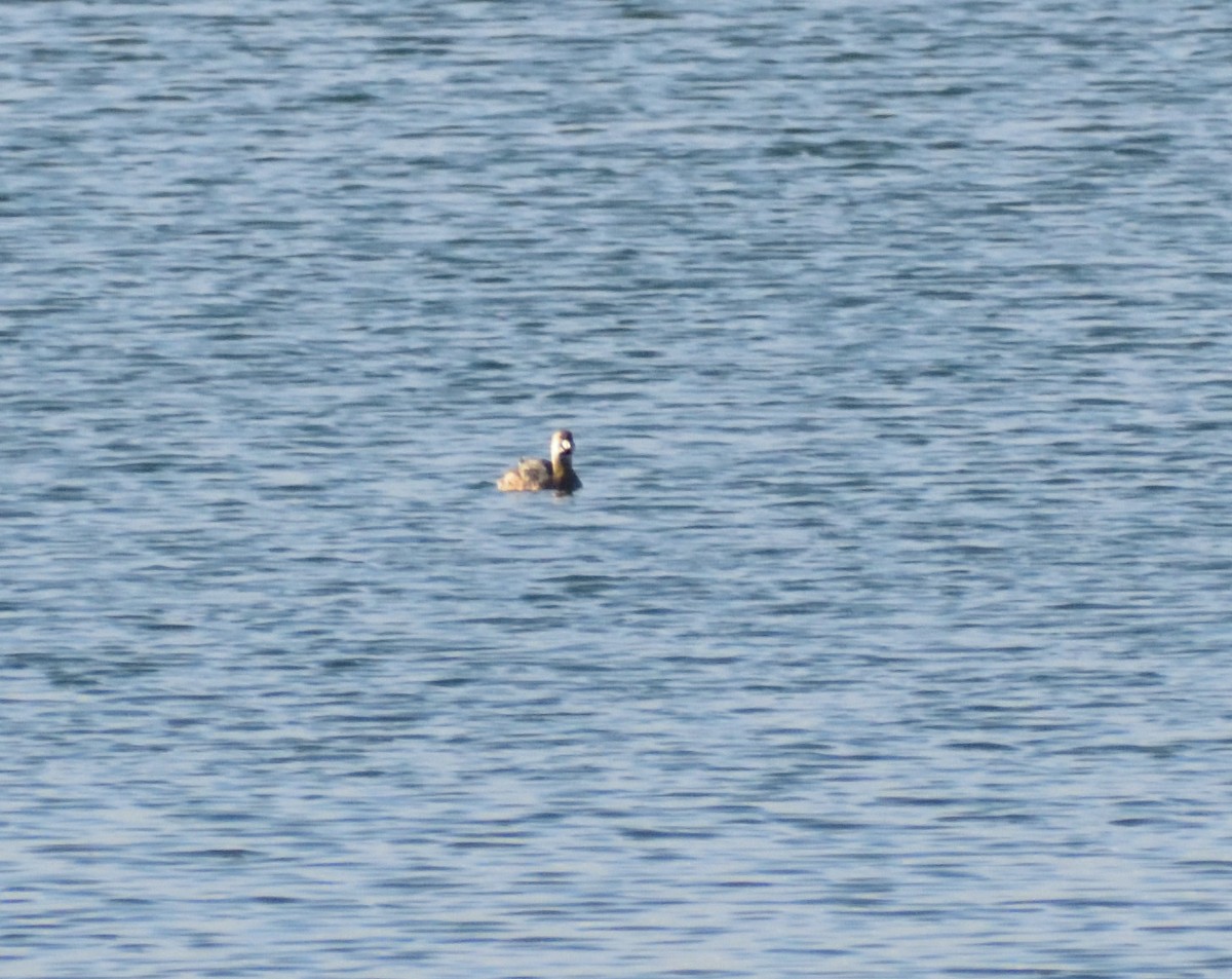 Pied-billed Grebe - Robert Tonge