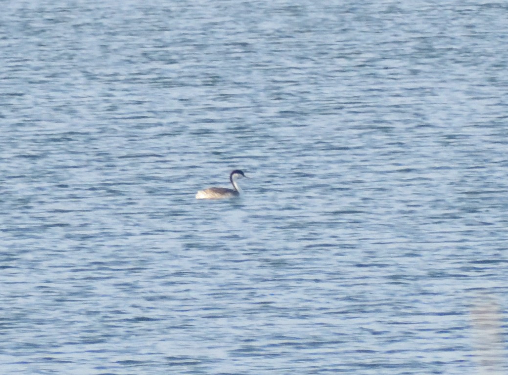 Western Grebe - Robert Tonge