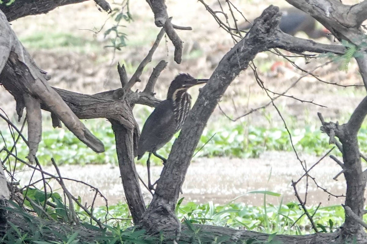 bukáček žlutokrký - ML618007378