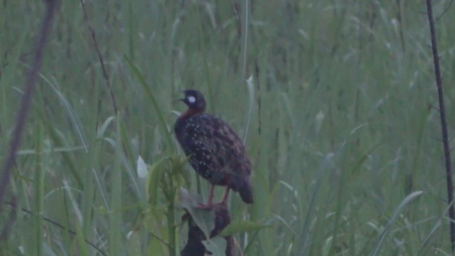 Black Francolin - ML618007483