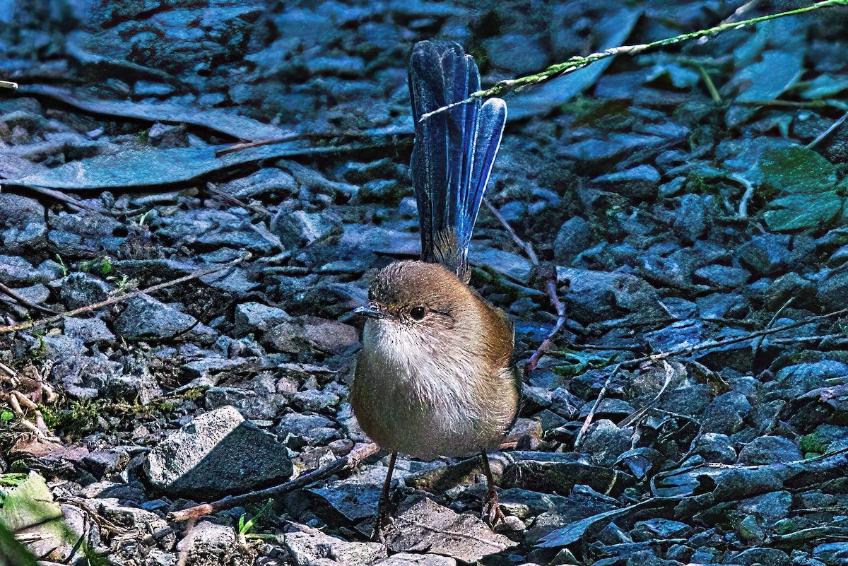 Superb Fairywren - ML618007484