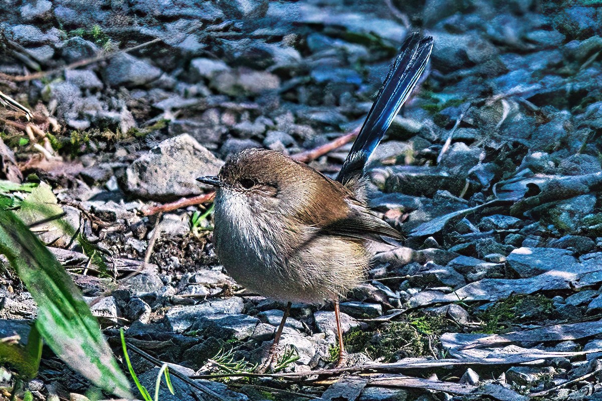 Superb Fairywren - ML618007485