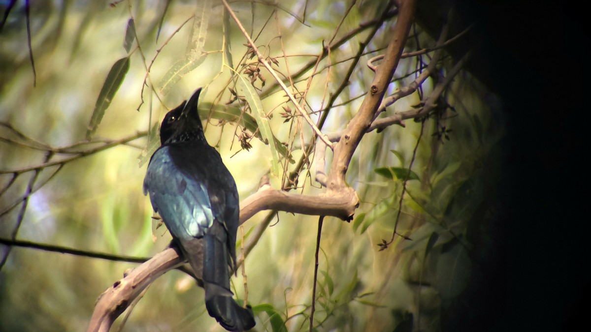 Telli Drongo - ML618007493