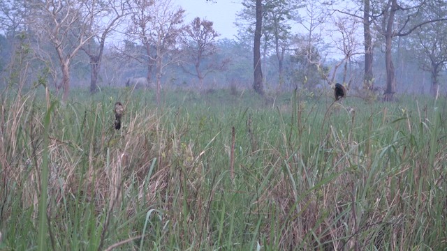 Lesser Coucal - ML618007498