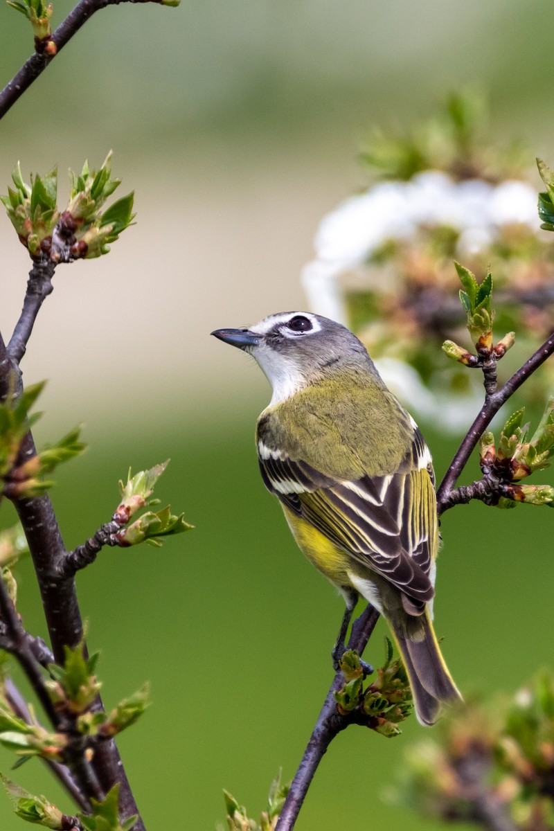 Mavi Başlı Vireo - ML618007500