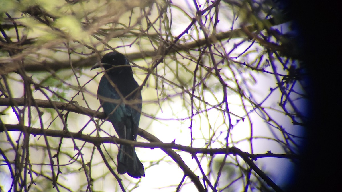 Telli Drongo - ML618007503