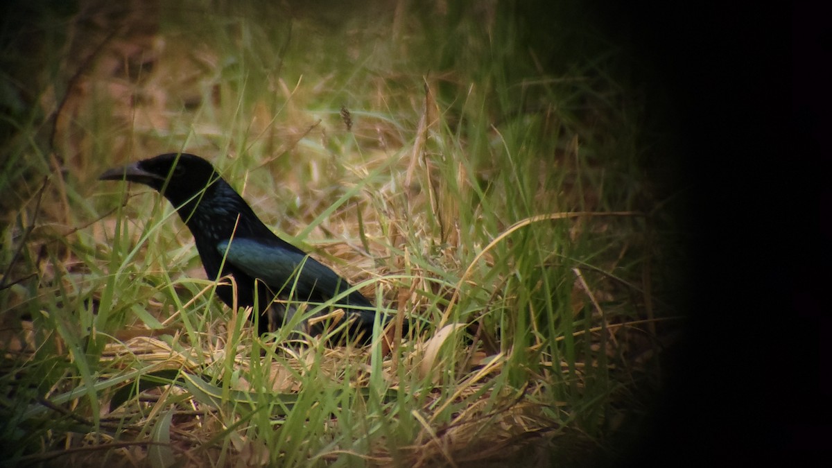 Telli Drongo - ML618007504