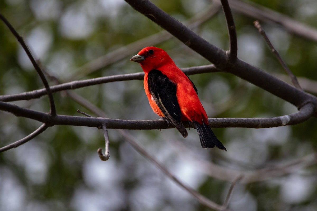 Scarlet Tanager - ML618007513