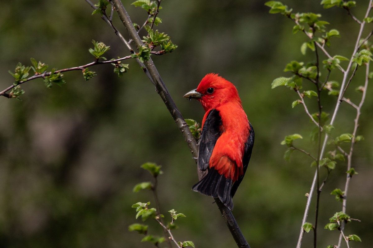 Scarlet Tanager - ML618007514